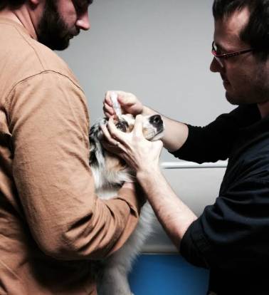 Un Berger Australien tenu par son maître chez le vétérinaire et recevant un produit sur les yeux