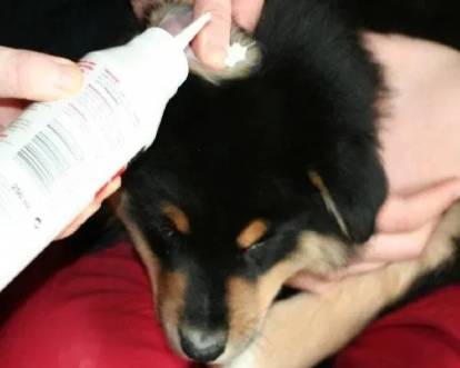 Un Berger Australien recevant un produit désinfectant dans les oreilles