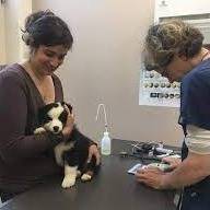 Un chiot Berger Australien avec sa maîtresse chez la vétérinaire