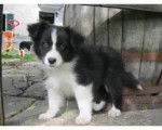 sally - Berger Australien Femelle (5 mois)
