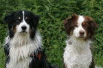 Flash und Schwester Enya - Berger Australien (6 ans)