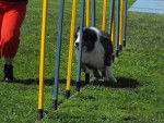 Twist en agility - Berger Australien Mâle