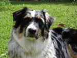 Boogie (10 mois) Berger Australien - Berger Australien