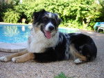 Boogie, 11 mois, femelle Berger Australien - Berger Australien (11 mois)