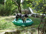 Boogie, Femelle Berger Australien Bleu Merle de 11 mois - Berger Australien (11 mois)
