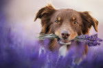 Un Berger Australien avec un bouquet de lavande dans la gueule