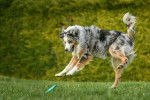 Un Berger Australien bleu merle saute sur un frisbee dans l'herbe