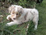 Ginny - Berger Australien Femelle (1 mois)