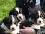 Titus , Candy , Malory - Berger Australien (3 mois)