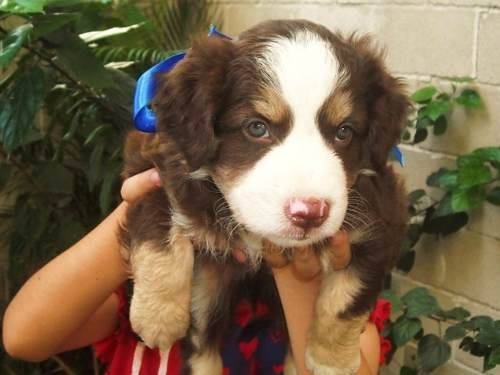 boody - Berger Australien Femelle (2 mois)