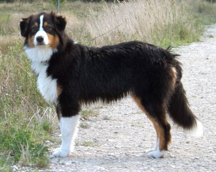 Heffie - Berger Australien Femelle (6 mois)