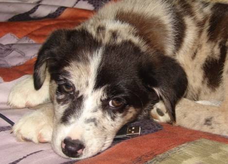 Molly - Berger Australien Femelle (5 mois)