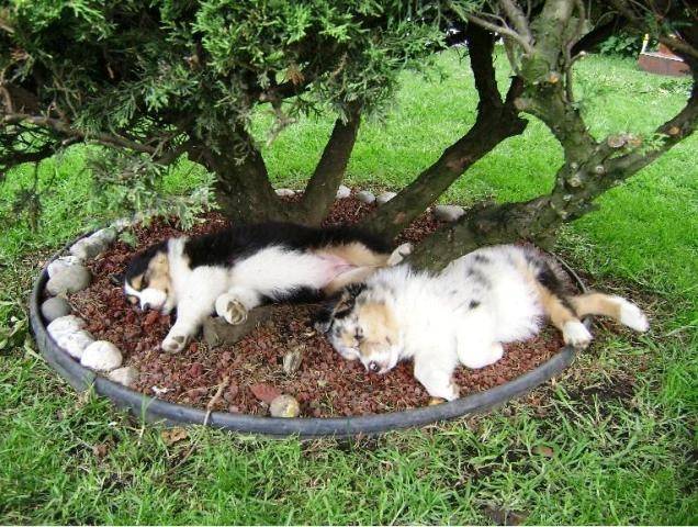 Lola y Sasha - Berger Australien Femelle (10 mois)