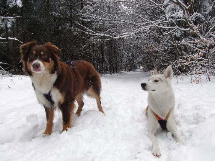 Cayane - Berger Australien Femelle