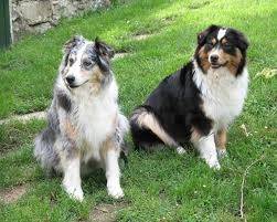 kelly lilli - Berger Australien Femelle (1 an)