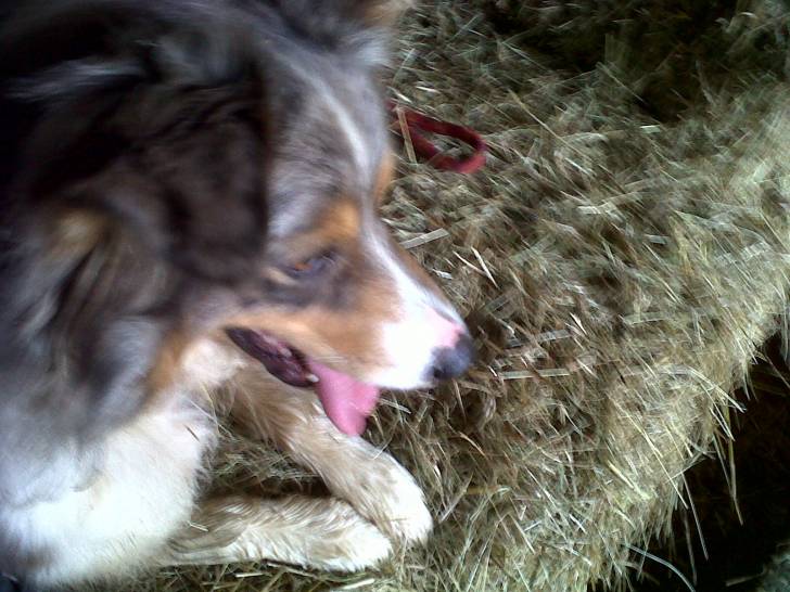 Fidji - Berger Australien Femelle (2 ans)