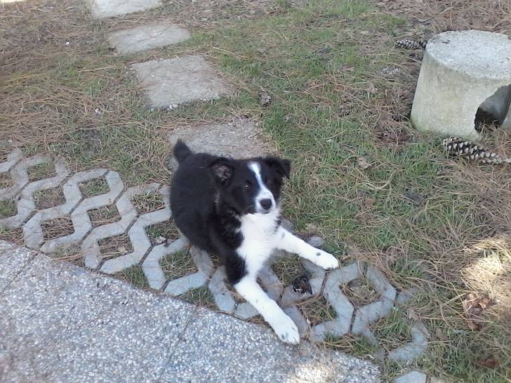 Robin - Berger Australien Mâle (5 mois)