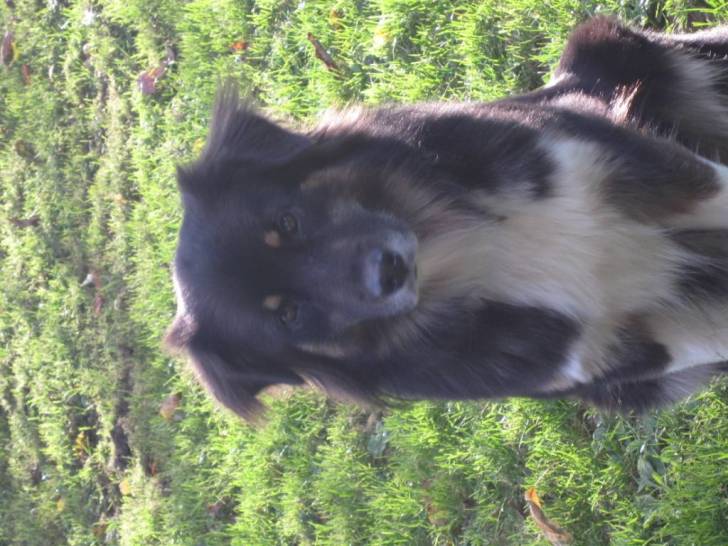 Dance Of Shadow du Chemin de la Lune aux Rêves - Berger Australien Femelle (2 ans)