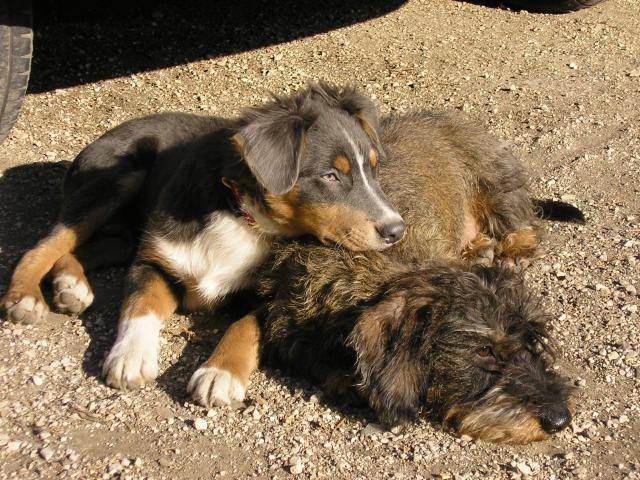 Berger Australien ANKO - Berger Australien