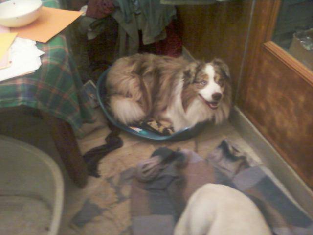 berger australien - Berger Australien