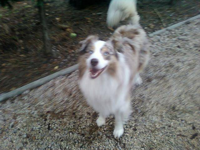 berger australien - Berger Australien