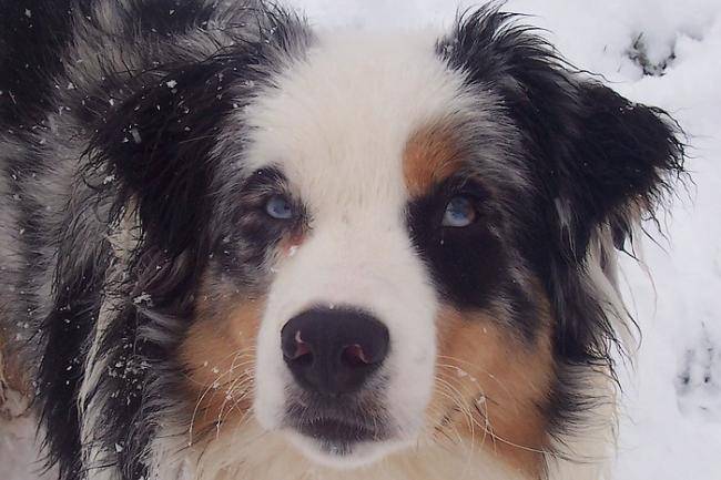 COYOTE - Berger Australien