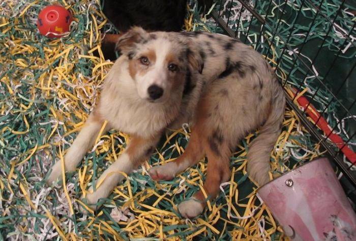 Jeune chiot Berger Australien - Berger Australien