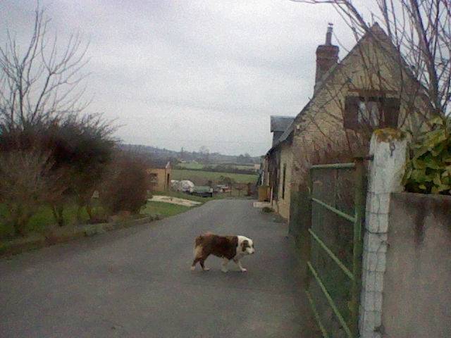 boomrang - Berger Australien Femelle (5 ans)