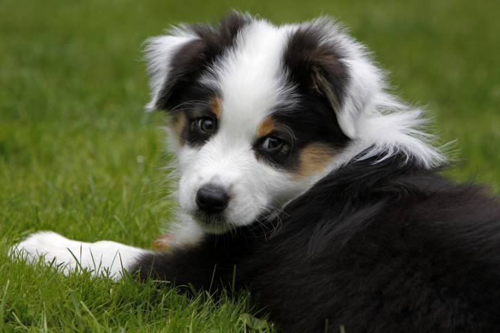 Photo Berger Australien