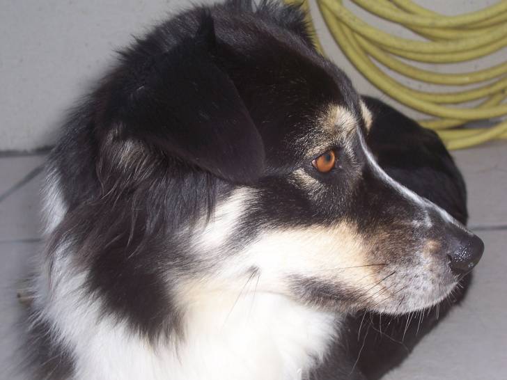 caly - Berger Australien Femelle (4 ans)