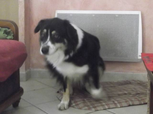 Caly - Berger Australien Femelle (4 ans)