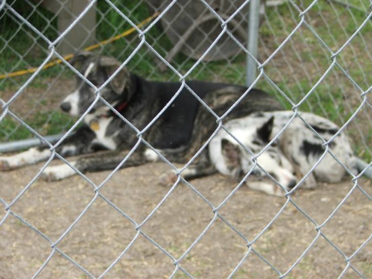 Oreo and Libby - Berger Australien Femelle