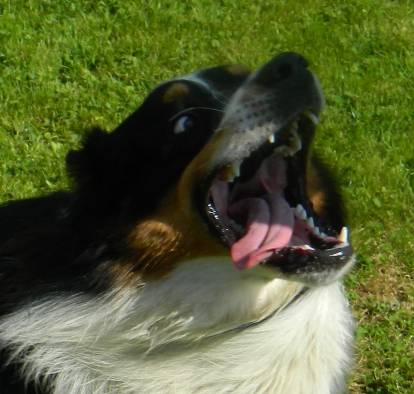 Un Berger Australien semblant aboyer 