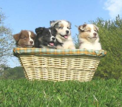 Quatre chiots Berger Australien dans un panier