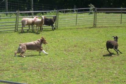 Un Berger Australien courant derrière une brebis