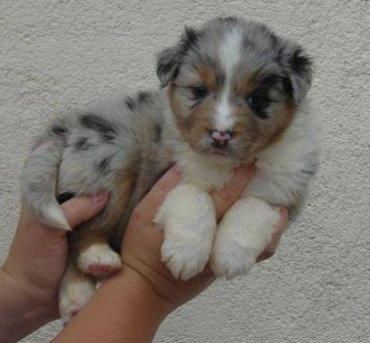 Un chiot Berger Australien tenu dans les mains d'une personne