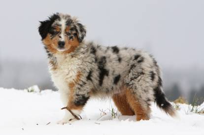 Un Berger Australien sur une surface enneigée