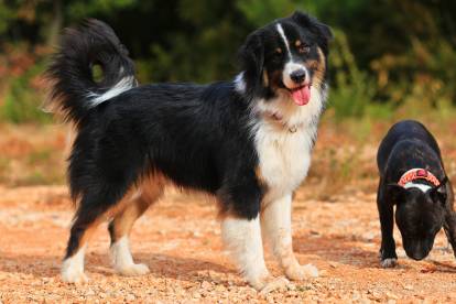 Un Berger Australien en promenade avec un autre chien