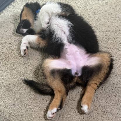 Un Berger Australien allongé sur le dos sur une moquette