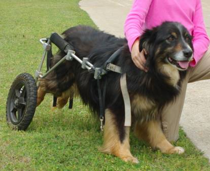 Un Berger Australien se faisant caresser par son propriétaire et soutenu par un chariot canis-mobile