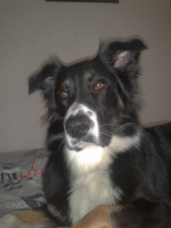 Farah sur mon lit - Berger Australien Femelle (2 ans)