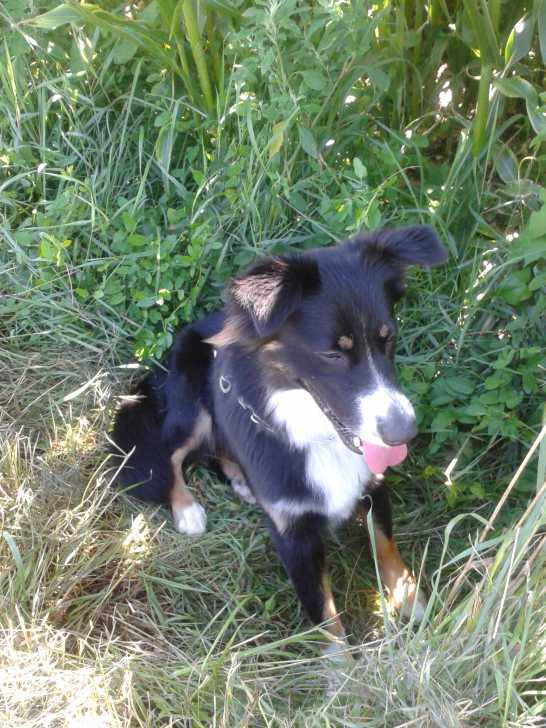 Farah assis - Berger Australien Femelle (2 ans)