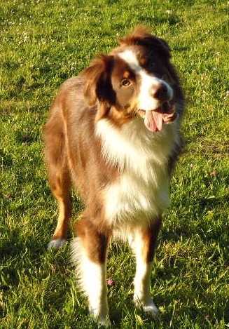 Hiami à 1 an et demi - Berger Australien Mâle (1 an)