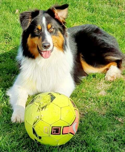 Oly-Days dit Saphy - Berger Australien Femelle (7 mois)