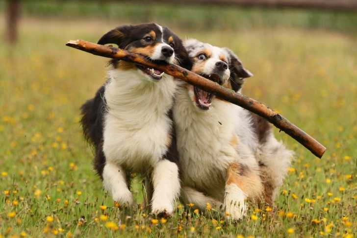 Photo Berger Australien