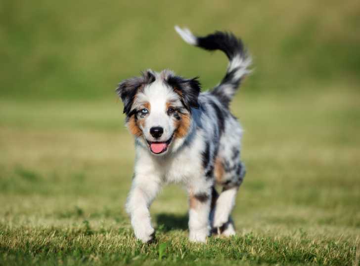 Un beau chiot Berger Australien aux yeux vairons