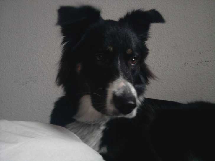 farah - Berger Australien Femelle (1 an)