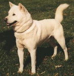 Kishu - Kishu Ken
