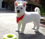 Photo Kishu Ken (2 mois)