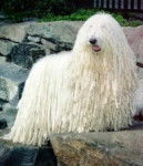 Peludo - Komondor Mâle (2 ans)